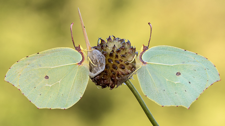 Gonepteryx rhamni. No, femmine di Gonepteryx cleopatra - Pieridae